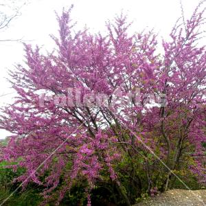 Cercis siliquastrum