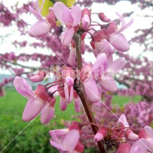 Cercis siliquastrum