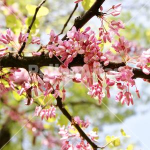 Cercis siliquastrum