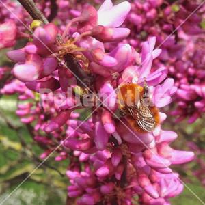 Cercis siliquastrum