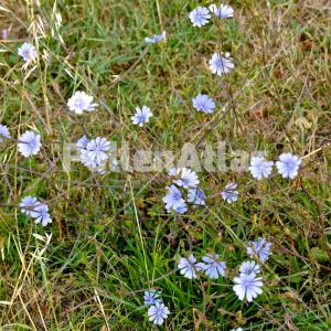 Cichorium intybus 1