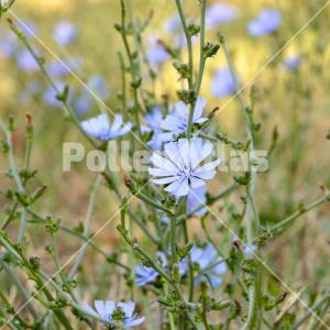 Cichorium intybus 2