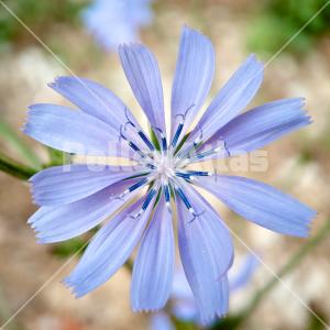 Cichorium intybus 3