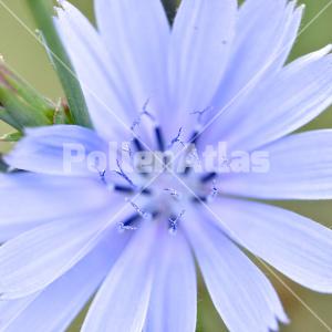 Cichorium intybus 4