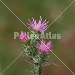 Cirsium creticum