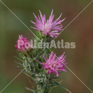 Cirsium creticum