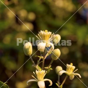 Clematis vitalba