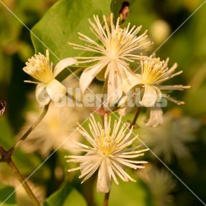 Clematis vitalba