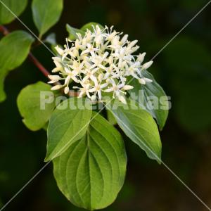 Cornus sanguinea