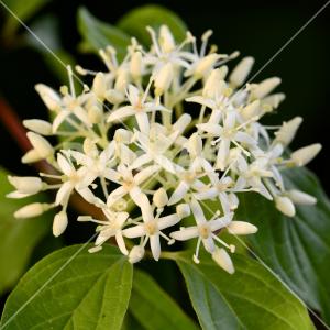 Cornus sanguinea