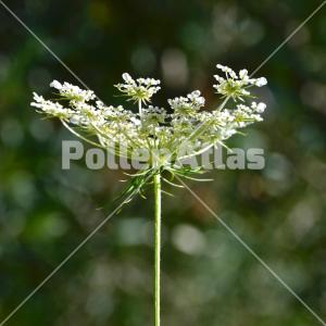 Daucus carota