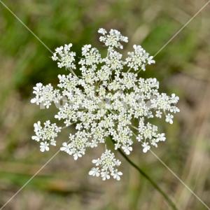 Daucus carota