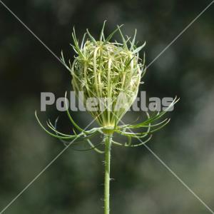 Daucus carota