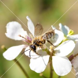 Diplotaxis erucoides