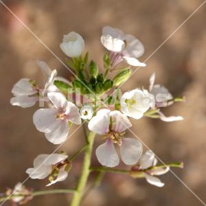 Diplotaxis erucoides