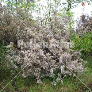 Erica arborea 