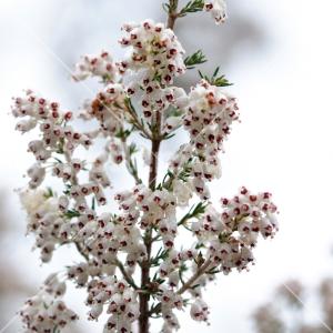 Erica arborea 