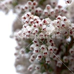 Erica arborea 