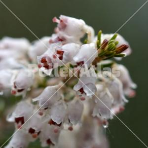 Erica arborea 