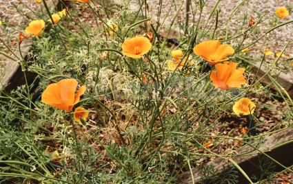 Eschscholzia californica