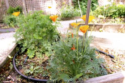 Eschscholzia californica