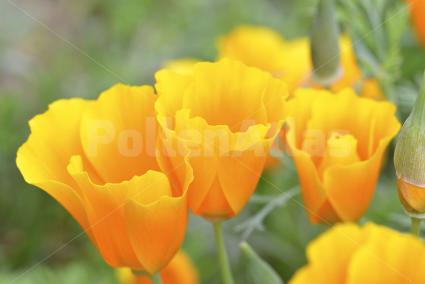 Eschscholzia californica