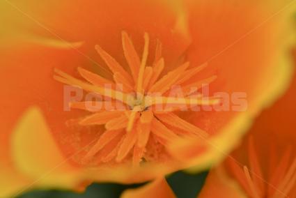 Eschscholzia californica