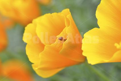 Eschscholzia californica