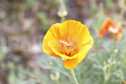 Eschscholzia californica
