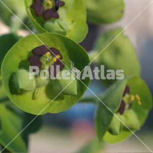 Euphorbia characias