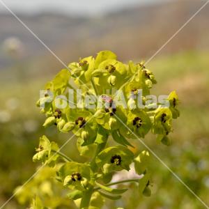 Euphorbia characias
