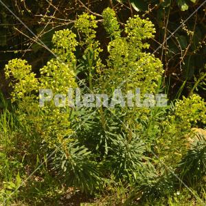 Euphorbia characias