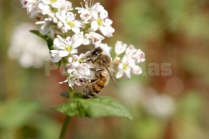 Fagopyrum esculentum