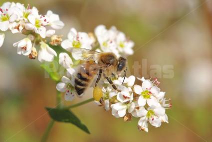 Fagopyrum esculentum