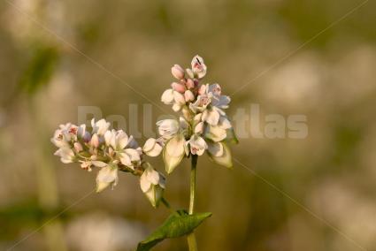 Fagopyrum esculentum