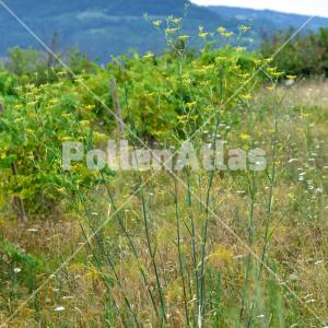 Foeniculum vulgare 1
