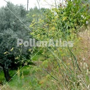 Foeniculum vulgare 2