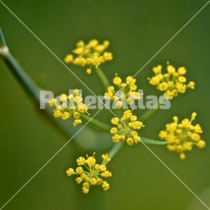 Foeniculum vulgare 3