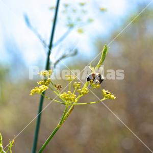 Foeniculum vulgare 4