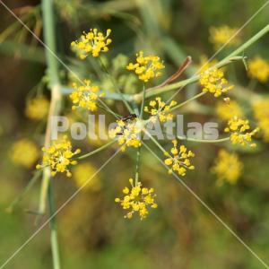 Foeniculum vulgare 6