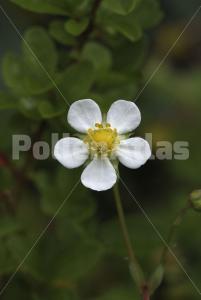 Fragaria vesca