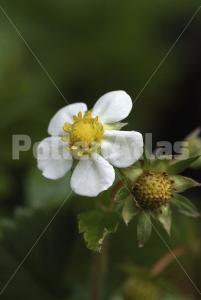 Fragaria vesca