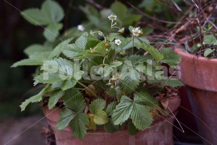 Fragaria vesca