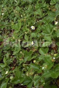 Fragaria vesca