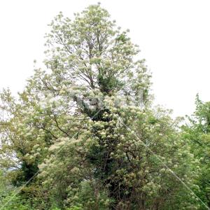Fraxinus ornus