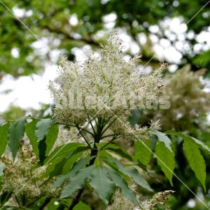 Fraxinus ornus