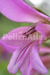 Gladiolus italicus