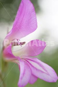 Gladiolus italicusGladiolus