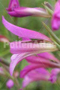 Gladiolus italicus
