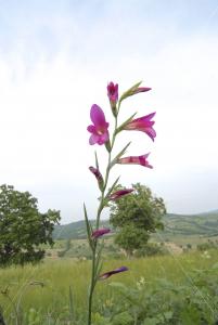 Gladiolus italicus